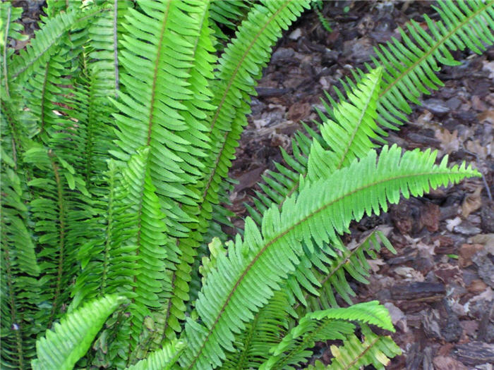 Plant photo of: Nephrolepis cordifolia