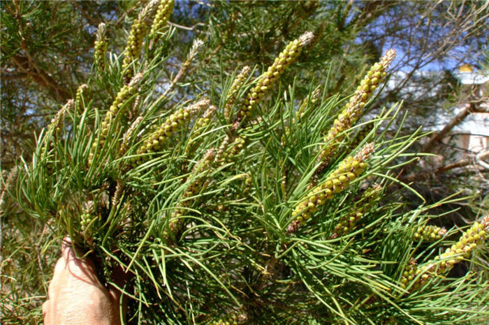 Plant photo of: Pinus thunbergii