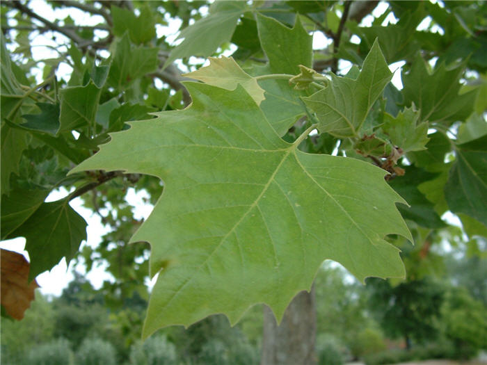 Plant photo of: Platanus racemosa