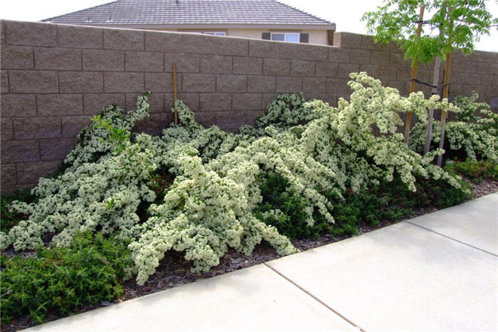 Plant photo of: Pyracantha coccinea