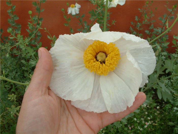 Plant photo of: Romneya coulteri