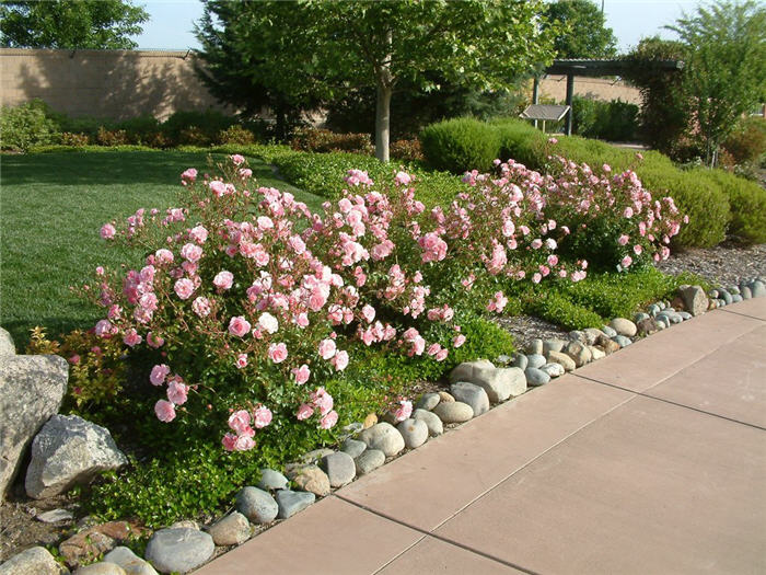 Plant photo of: Rosa Shrub varieties