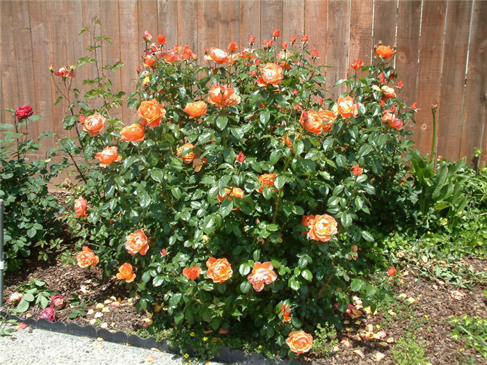 Plant photo of: Rosa Shrub varieties