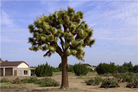 Plant photo of: Yucca brevifolia