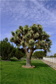 Plant photo of: Yucca brevifolia