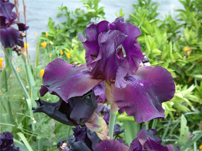 Plant photo of: Iris Bearded Hybrids