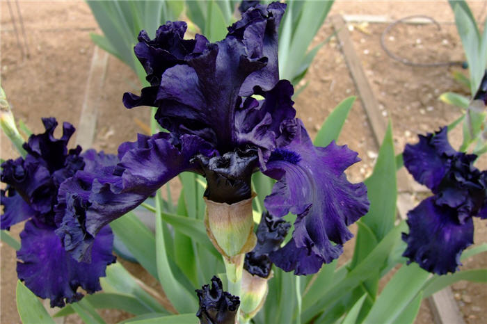 Plant photo of: Iris Bearded Hybrids