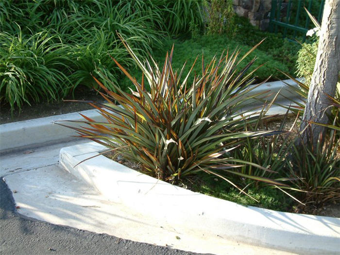 Plant photo of: Phormium cultivars