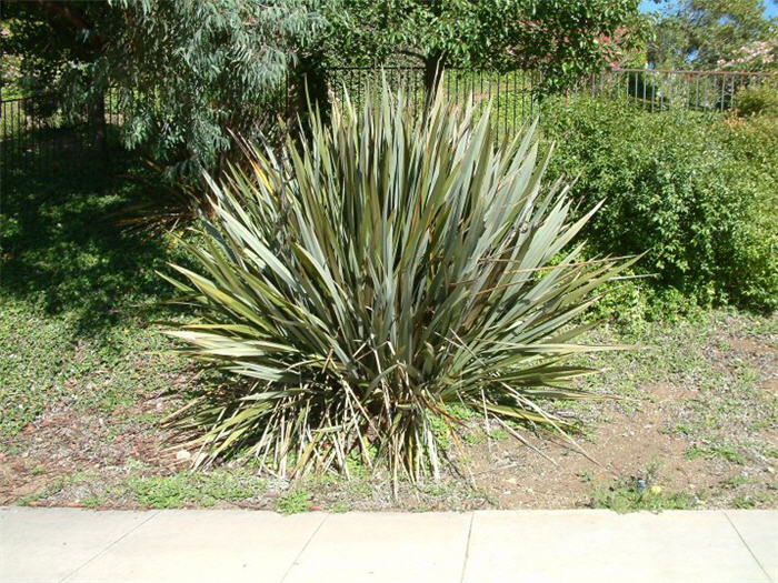 Plant photo of: Phormium cultivars