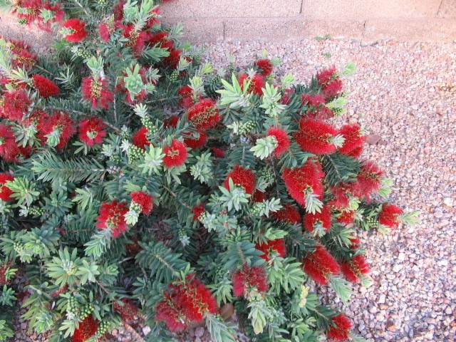 Plant photo of: Callistemon X viminalis 'Little John'