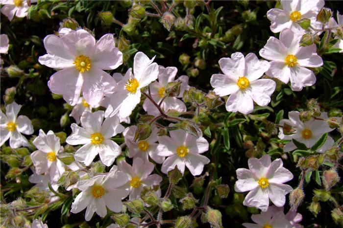 Plant photo of: Cistus X skanbergii