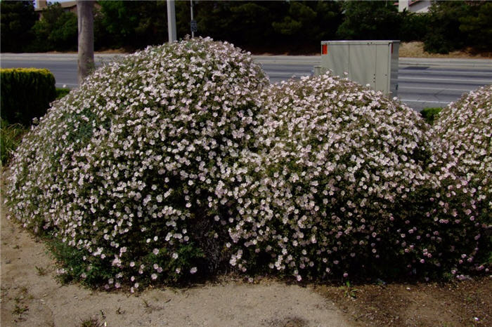 Plant photo of: Cistus X skanbergii