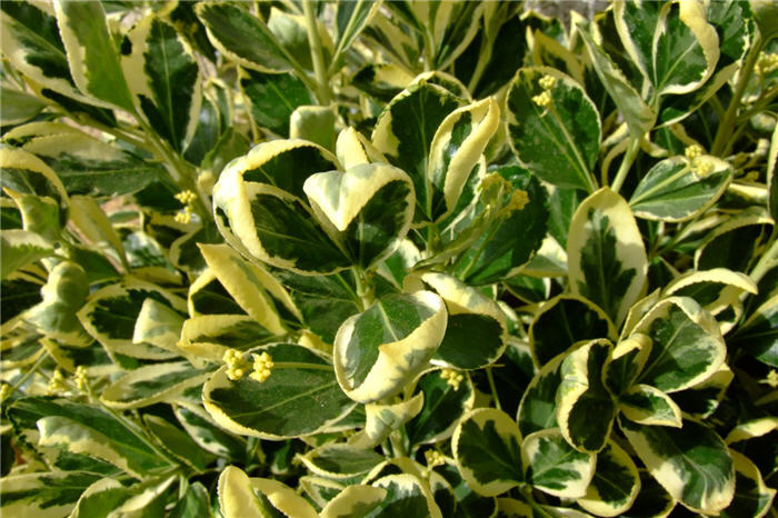 Plant photo of: Euonymus japonicus 'SIlver King'