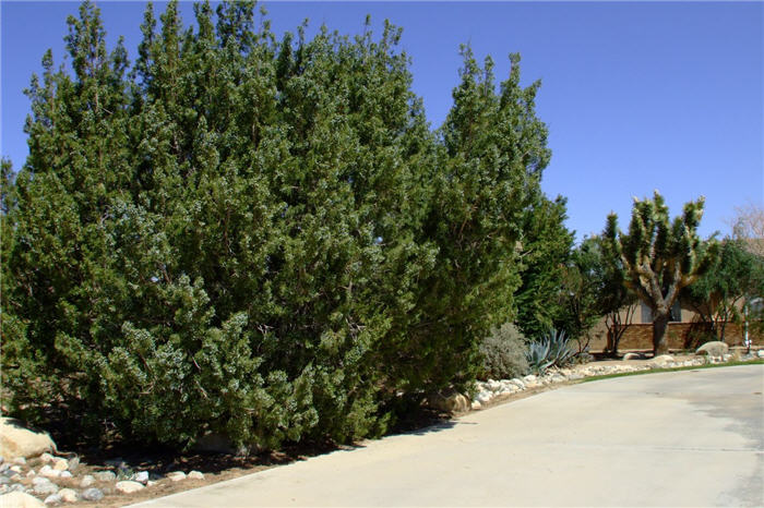 Plant photo of: Juniperus californica