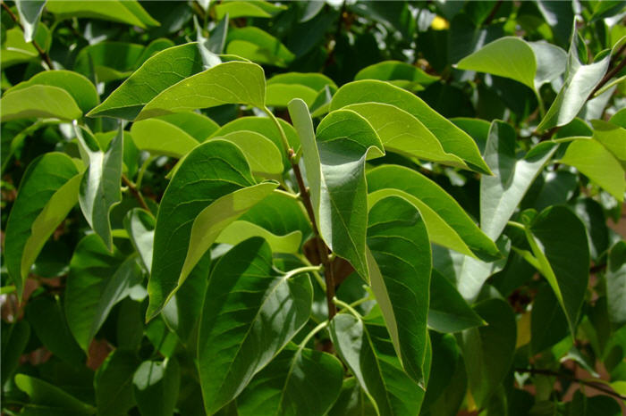 Plant photo of: Syringa X chinensis