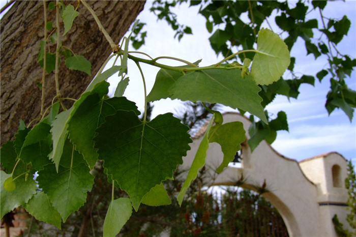 Plant photo of: Populus fremontii