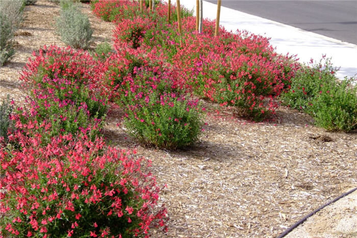 Plant photo of: Salvia darcyi