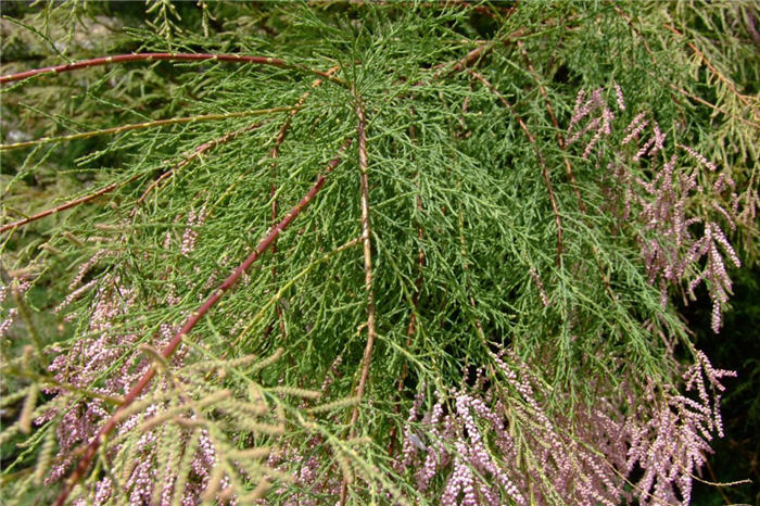 Plant photo of: Tamarix parviflora