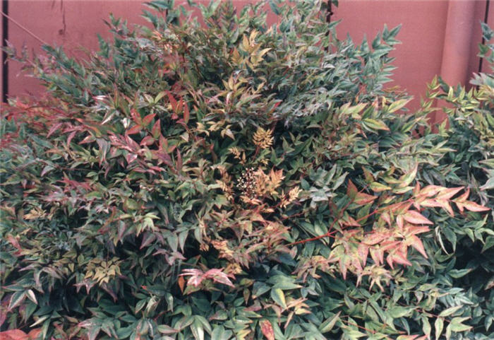 Plant photo of: Nandina domestica