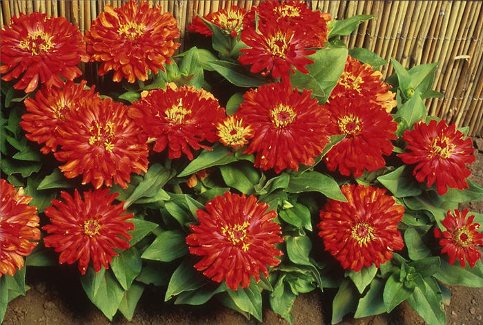 Plant photo of: Zinnia hybrida