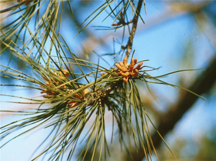 Plant photo of: Pinus pinea