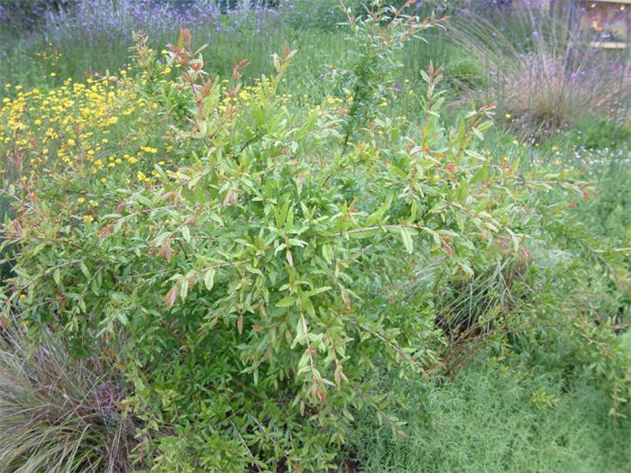 Plant photo of: Punica granatum 'Nana'