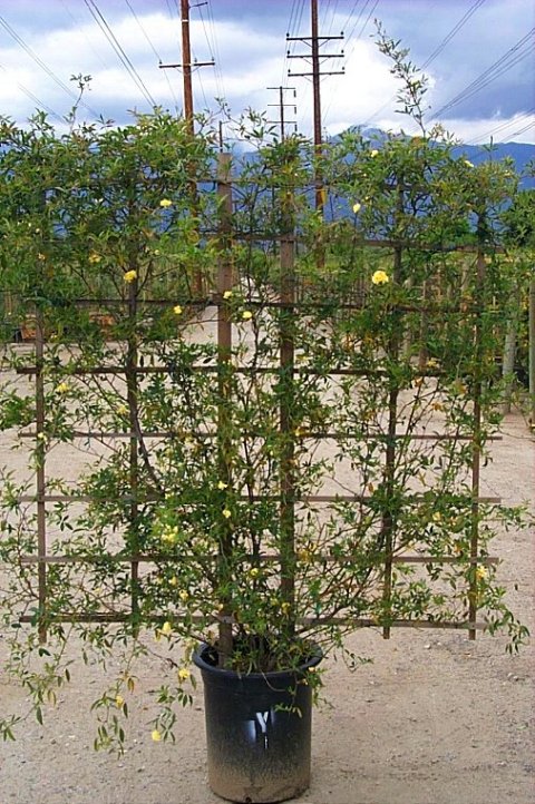 Plant photo of: Rosa banksiae 'Lutea'