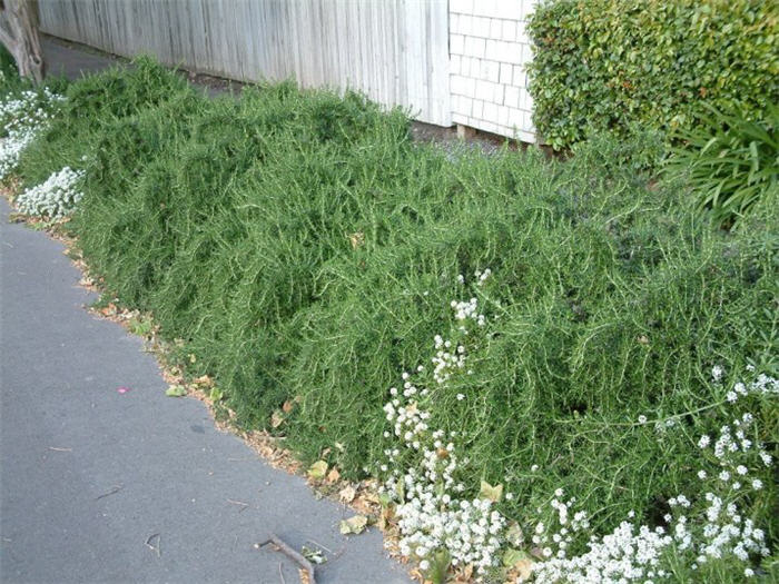 Plant photo of: Rosmarinus officinalis