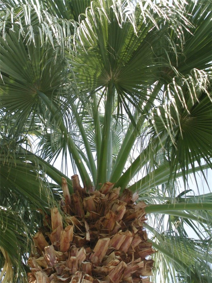 Plant photo of: Washingtonia filifera