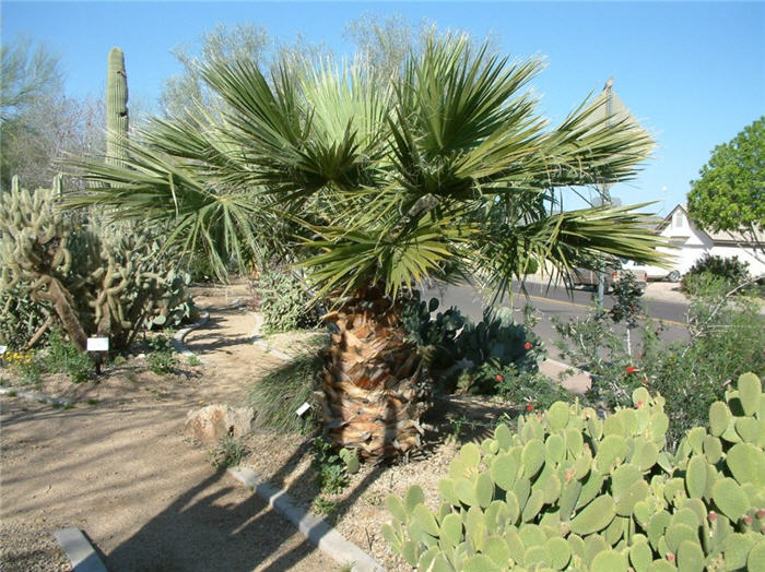 Plant photo of: Washingtonia robusta