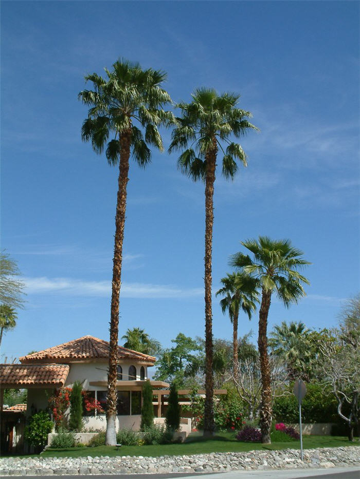 Plant photo of: Washingtonia robusta