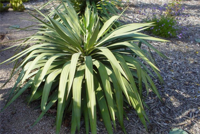 Plant photo of: Yucca recurvifolia