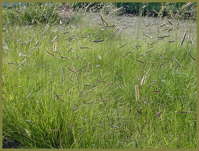 Plant photo of: Bouteloua gracilis