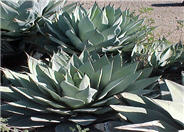 Parry's Agave