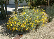 Brittlebush