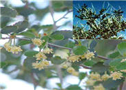 Mountain Mahogany