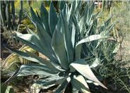 Century Plant, Maguey