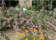 Globe Mallow