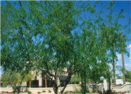 Thornless Honey Mesquite