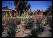 Bi-colored Hesperaloe