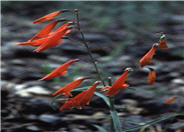 Scarlet Bugler