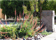 Firecracker Penstemon