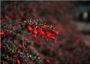 Red Eremophila