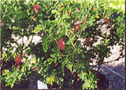 Maricopa Red Powder Puff