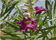 Desert Willow 'AZT Desert Amethyst'