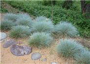 Elija Blue Fescue