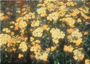 Terra Cotta Yarrow