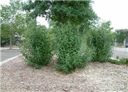 Black Knight Butterfly Bush