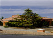 Deodar Cedar, Calif. Christmas Tree