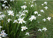 Butterfly Iris, Fortnight Lily